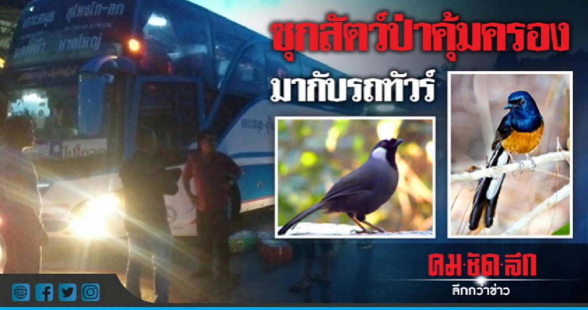 จับ2ผู้คต้องหาซุกสัตว์ป่าคุ้มครองมากับรถทัวร์ จับ2ผู้คต้องหาซุกสัตว์ป่าคุ้มครองมากับรถทัวร์