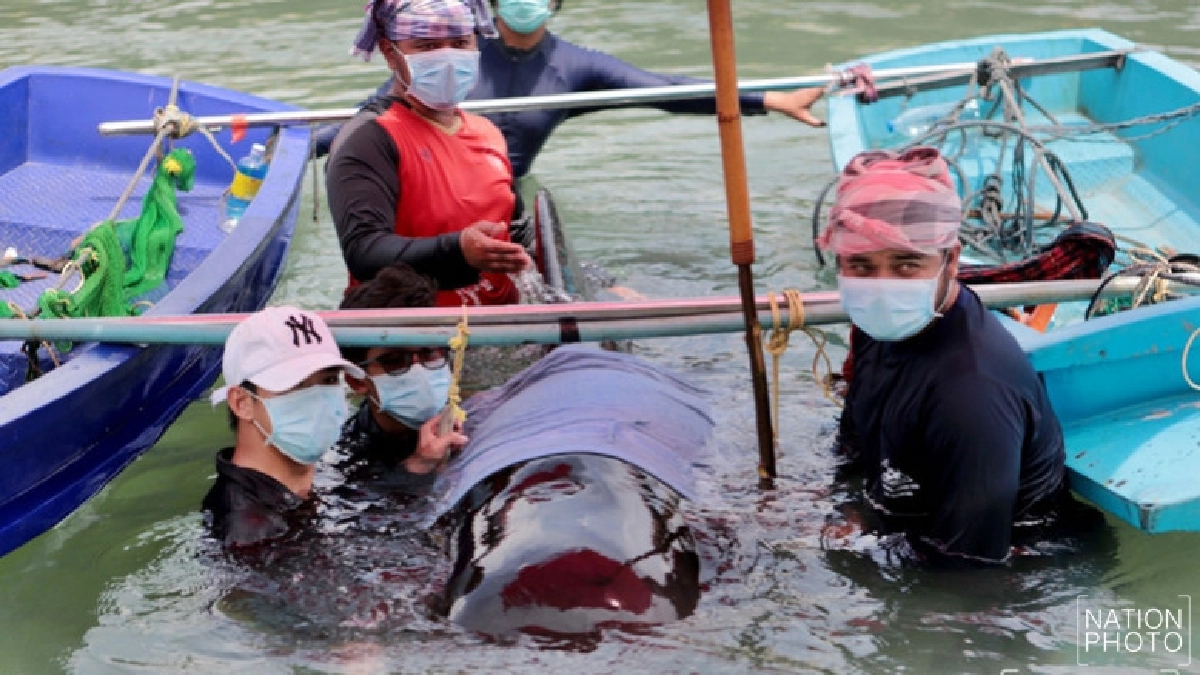 เร่งกู้ชีวิต "วาฬนำร่องครีบสั้น" คลองนาทับ สงขลา(ภาพชุด) เร่งกู้ชีวิต "วาฬนำร่องครีบสั้น" คลองนาทับ สงขลา(ภาพชุด)