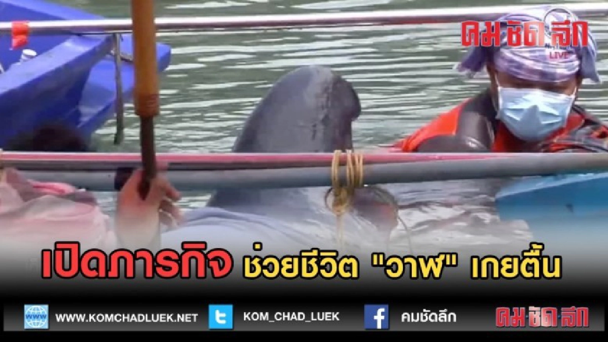 (คลิปข่าว) เปิดภารกิจ......ช่วยชีวิต "วาฬ" เกยตื้น