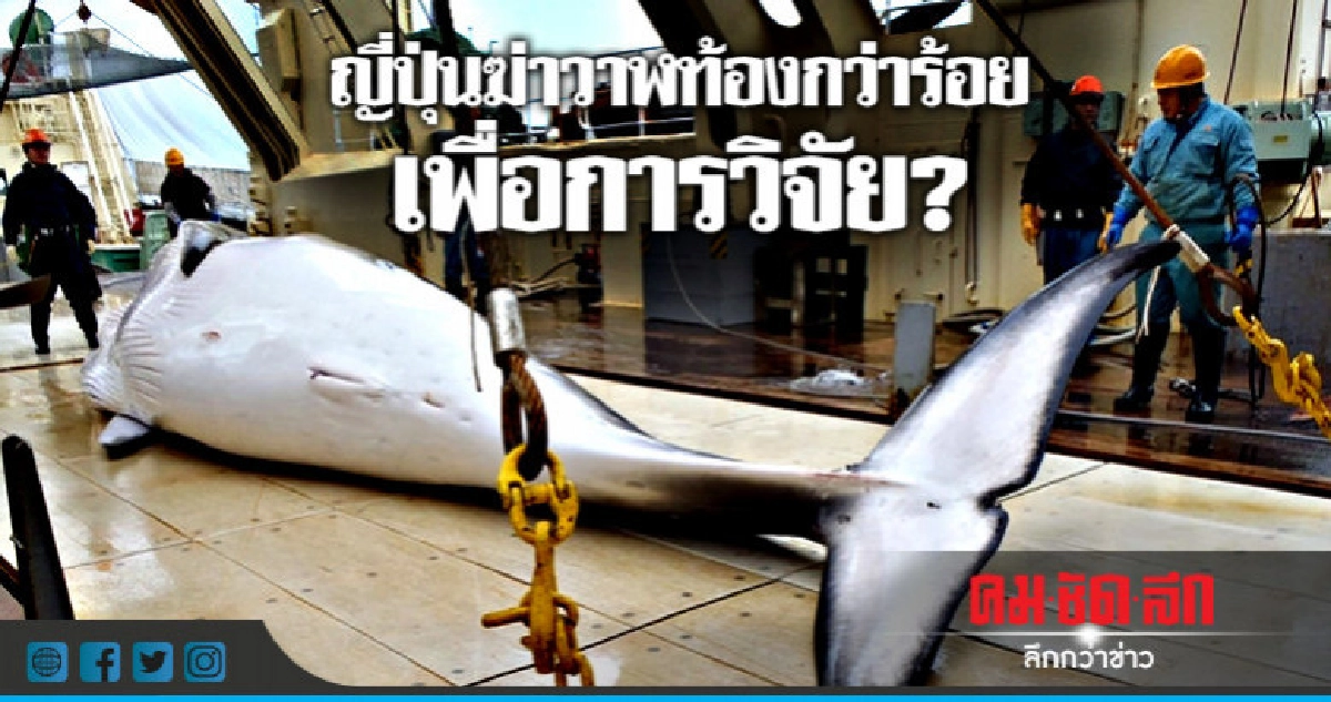 ช็อก!!แม่วาฬตั้งท้อง 122 ตัวสังเวยการวิจัยญี่ปุ่น ช็อก!!แม่วาฬตั้งท้อง 122 ตัวสังเวยการวิจัยญี่ปุ่น
