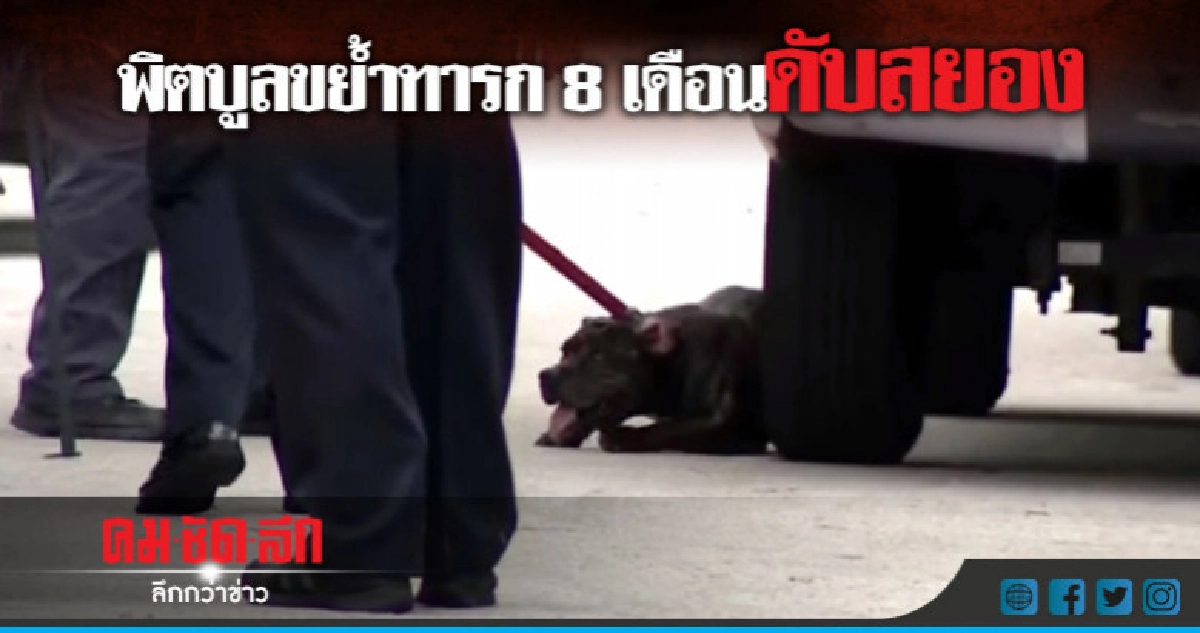 สลด!สุนัขพิตบูลที่เลี้ยงในบ้านขย้ำมะกัน 8 เดือน สลด!สุนัขพิตบูลที่เลี้ยงในบ้านขย้ำมะกัน 8 เดือน