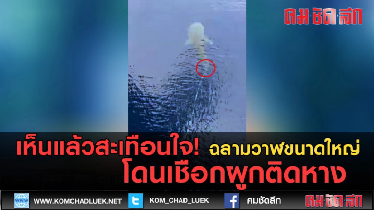(คลิปข่าว) เห็นแล้วสะเทือนใจ! ฉลามวาฬ โดนเชือกผูกติดหาง (คลิปข่าว) เห็นแล้วสะเทือนใจ! ฉลามวาฬ โดนเชือกผูกติดหาง