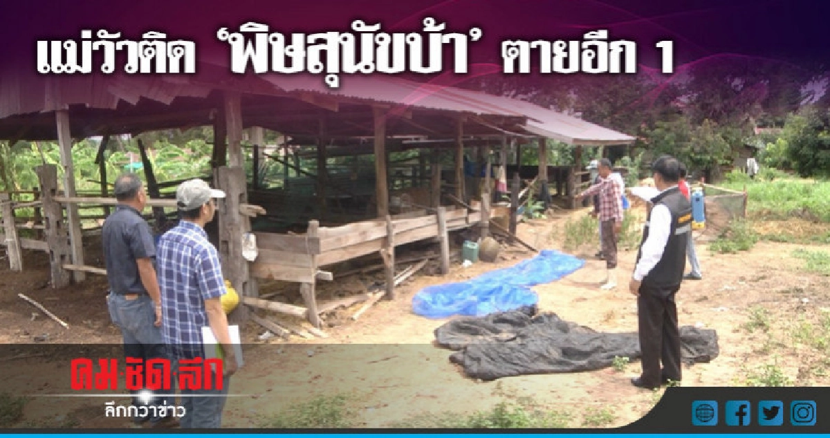 ตายเพิ่มอีก 1 !! วัวท้องแก่ติดเชื้อพิษสุนัขบ้า ตายเพิ่มอีก 1 !! วัวท้องแก่ติดเชื้อพิษสุนัขบ้า