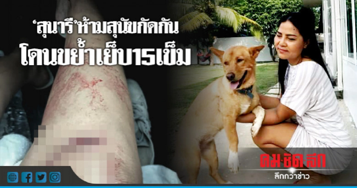 "สุนารี"ห้ามสุนัขกัดกันโดนขย้ำเย็บ15เข็ม