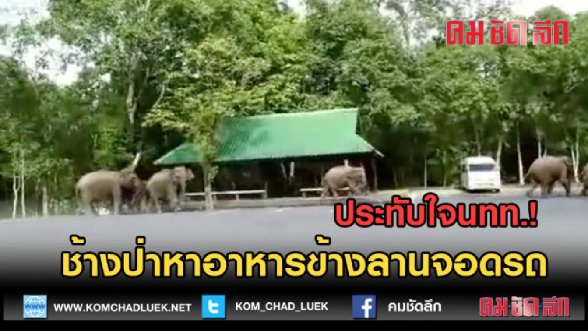 (คลิปข่าว) ประทับใจนทท.! ช้างป่าลงหาอาหารข้างลานจอดรถ (คลิปข่าว) ประทับใจนทท.! ช้างป่าลงหาอาหารข้างลานจอดรถ