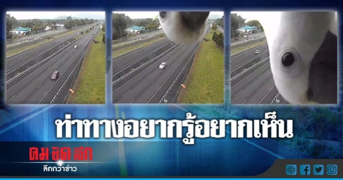 (ชมคลิป) นกกระตั้วผลุบโผล่หน้ากล้องจราจร