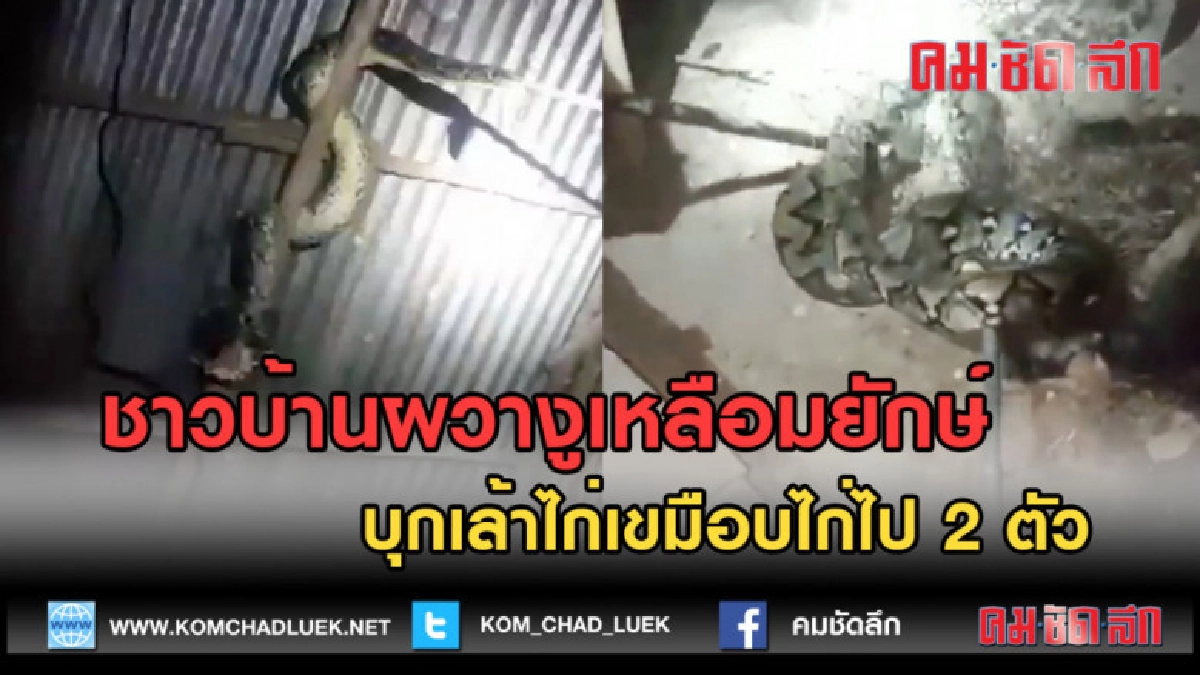 (คลิปข่าว) ชาวบ้านผวางูเหลือมยักษ์ บุกเล้าไก่กินไก่ไป 2 ตัว