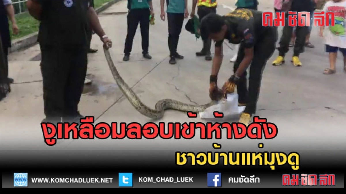 (คลิปข่าว) งูเหลือมลอบเข้าห้างดัง ชาวบ้านแห่มุงดู