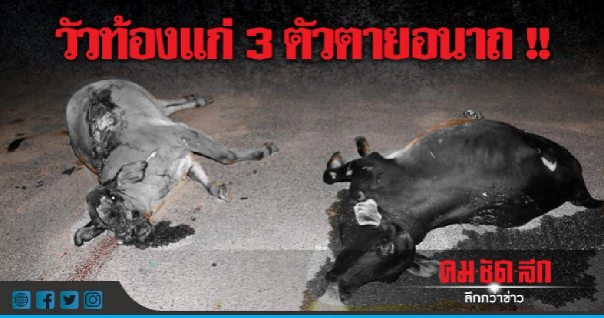 วัวท้องแก่ตัดหน้าเก๋ง-กระบะชนดับอนาถ วัวท้องแก่ตัดหน้าเก๋ง-กระบะชนดับอนาถ