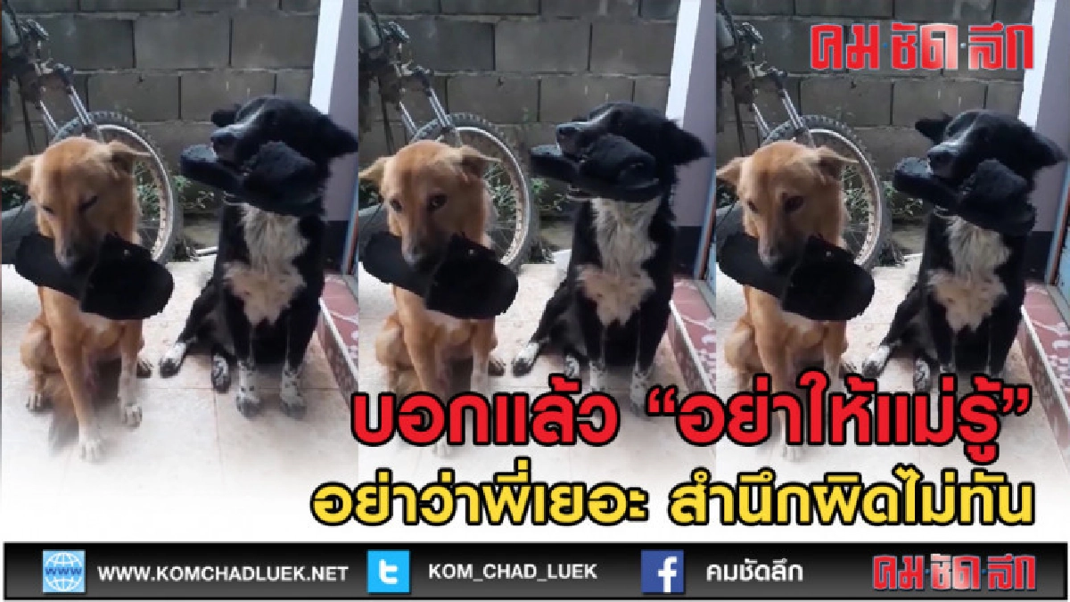 (คลิปเด็ด) ชอบนักกัดแต่รองเท้า อย่าว่าเยอะสำนึกผิดไม่ทัน (คลิปเด็ด) ชอบนักกัดแต่รองเท้า อย่าว่าเยอะสำนึกผิดไม่ทัน