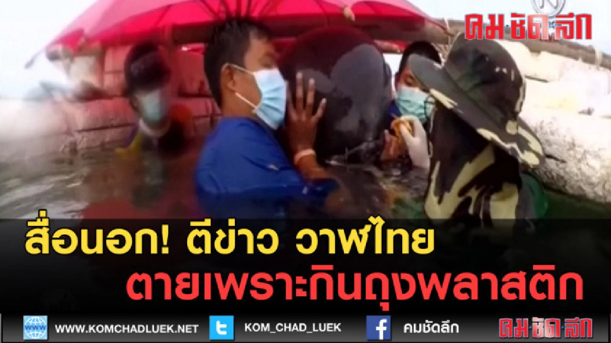 (คลิปข่าว) สื่อนอก! ตีข่าว วาฬ ไทยตายเพราะกินถุงพลาสติก (คลิปข่าว) สื่อนอก! ตีข่าว วาฬ ไทยตายเพราะกินถุงพลาสติก