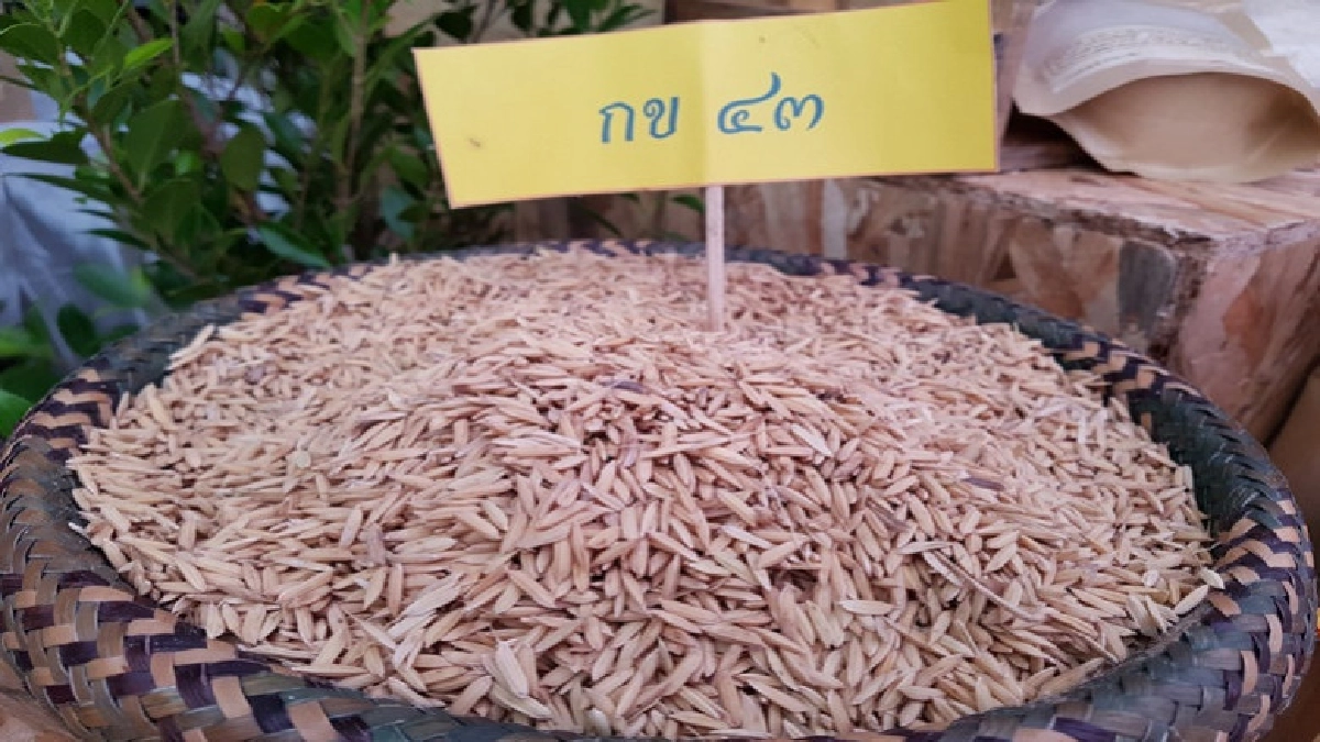 "เกษตร"จัดยิ่งใหญ่"วันข้าวและชาวนาแห่งชาติ" "เกษตร"จัดยิ่งใหญ่"วันข้าวและชาวนาแห่งชาติ"