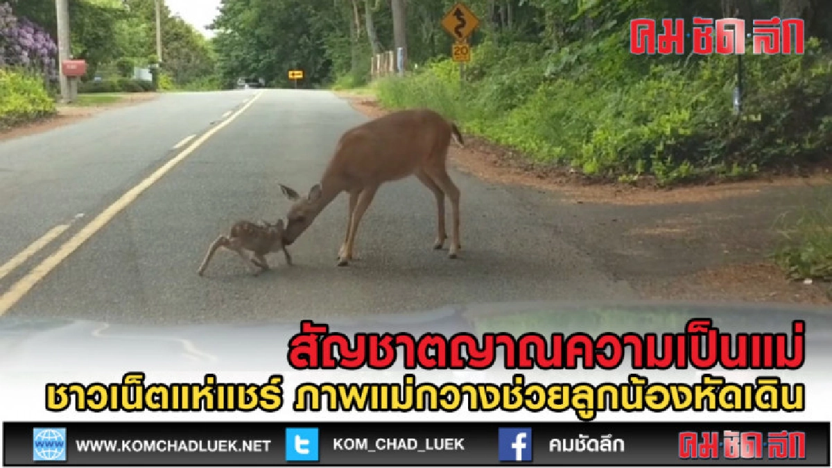(คลิปข่าว) สัญชาตญาณความเป็นแม่ เมื่อลูกกวางพยายามหัดเดิน (คลิปข่าว) สัญชาตญาณความเป็นแม่ เมื่อลูกกวางพยายามหัดเดิน