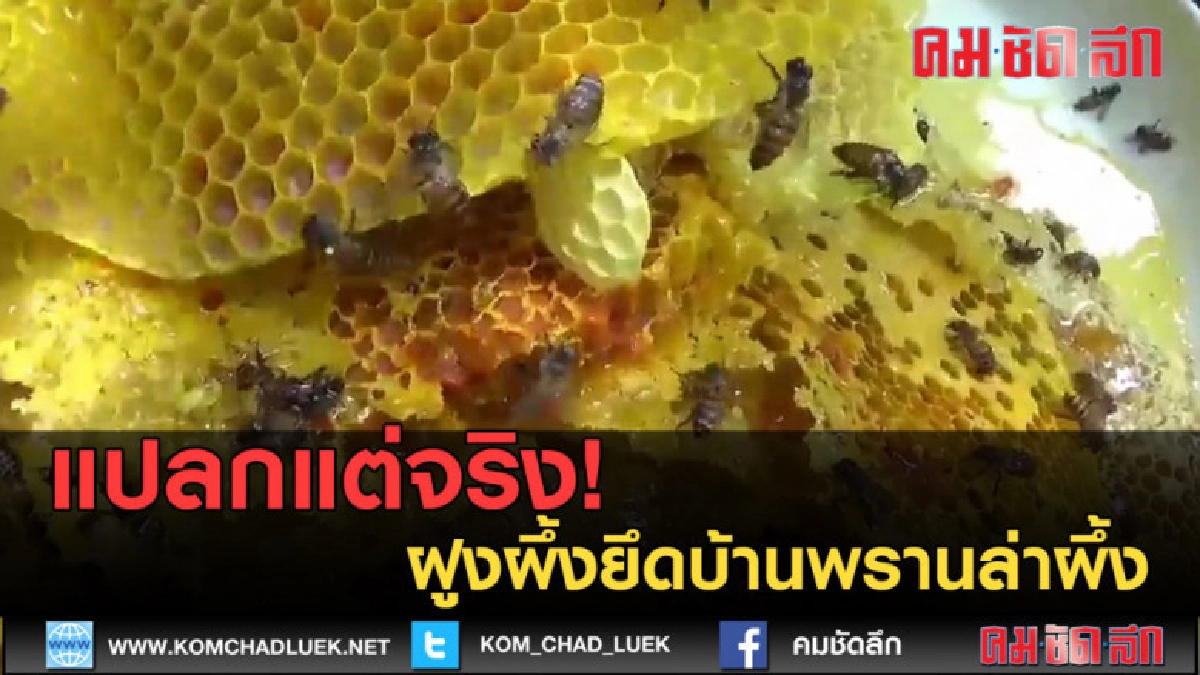 (คลิปข่าว) แปลกแต่จริง! ฝูงผึ้งยึดบ้านพรานล่าผึ้ง (คลิปข่าว) แปลกแต่จริง! ฝูงผึ้งยึดบ้านพรานล่าผึ้ง