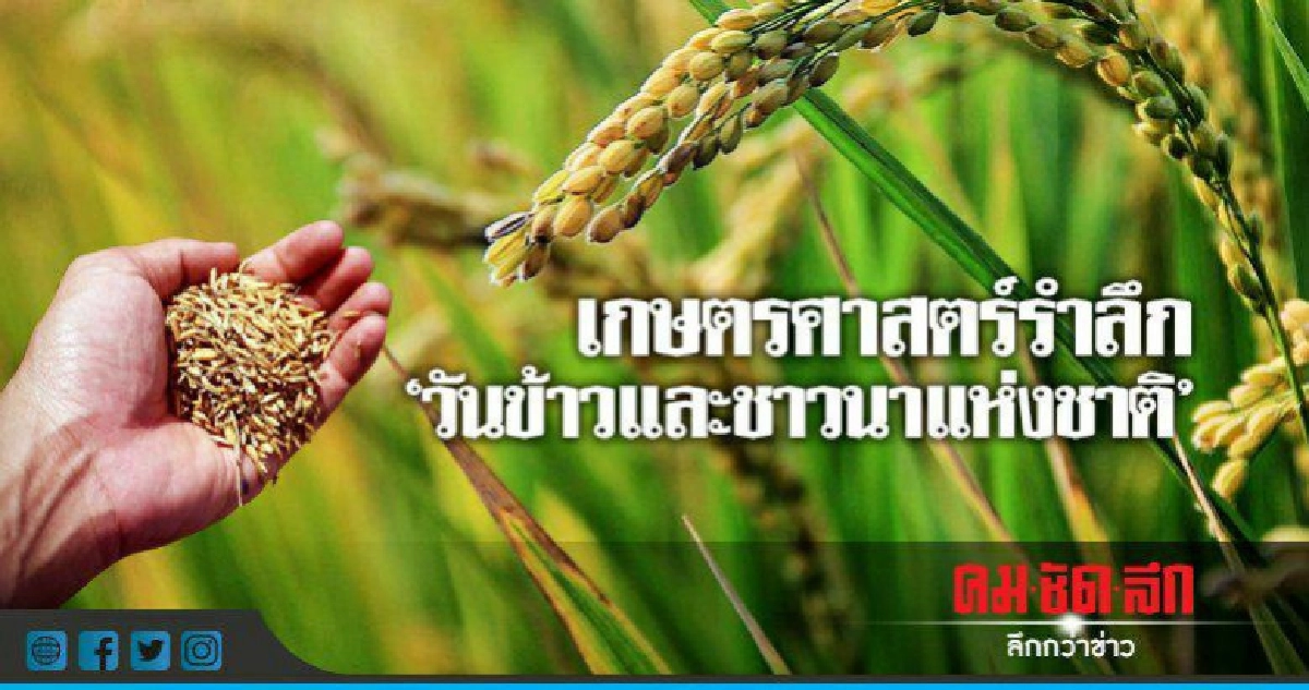  เกษตรศาสตร์รำลึก"วันข้าวและชาวนาแห่งชาติ"