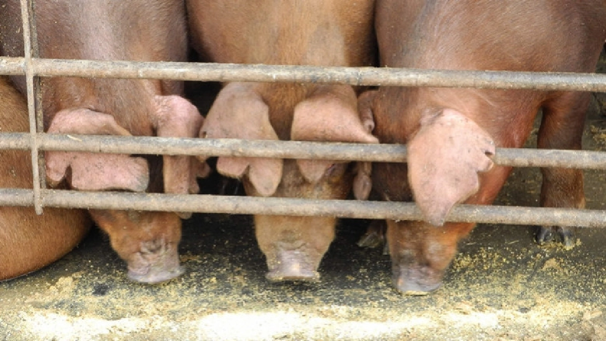  เม็กซิโกเก็บภาษีตอบโต้สหรัฐจ้องทุบฐานเสียงทรัมป์