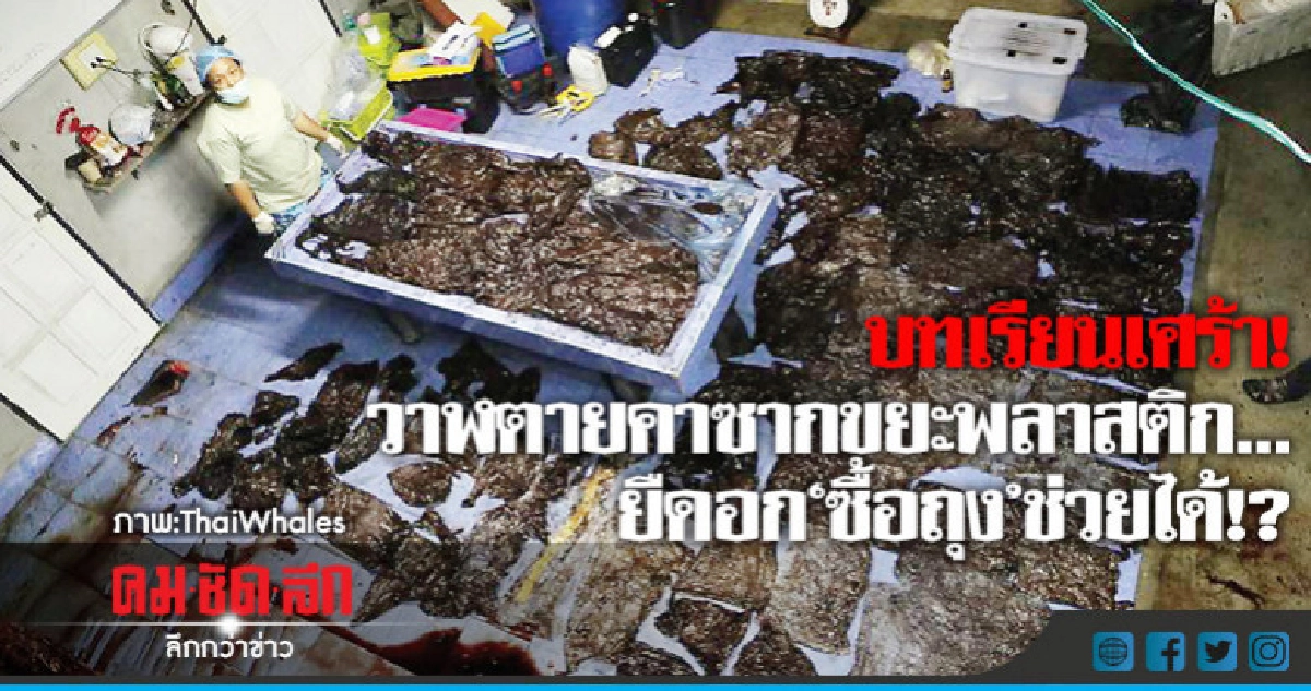 บทเรียนเศร้า!วาฬตายคาซากขยะพลาสติก…ยืดอก "ซื้อถุง" ช่วยได้!? บทเรียนเศร้า!วาฬตายคาซากขยะพลาสติก…ยืดอก "ซื้อถุง" ช่วยได้!?