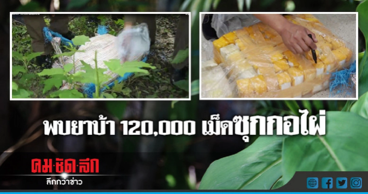 พบยาบ้า 120,000 เม็ดซุกกอไผ่ พบยาบ้า 120,000 เม็ดซุกกอไผ่