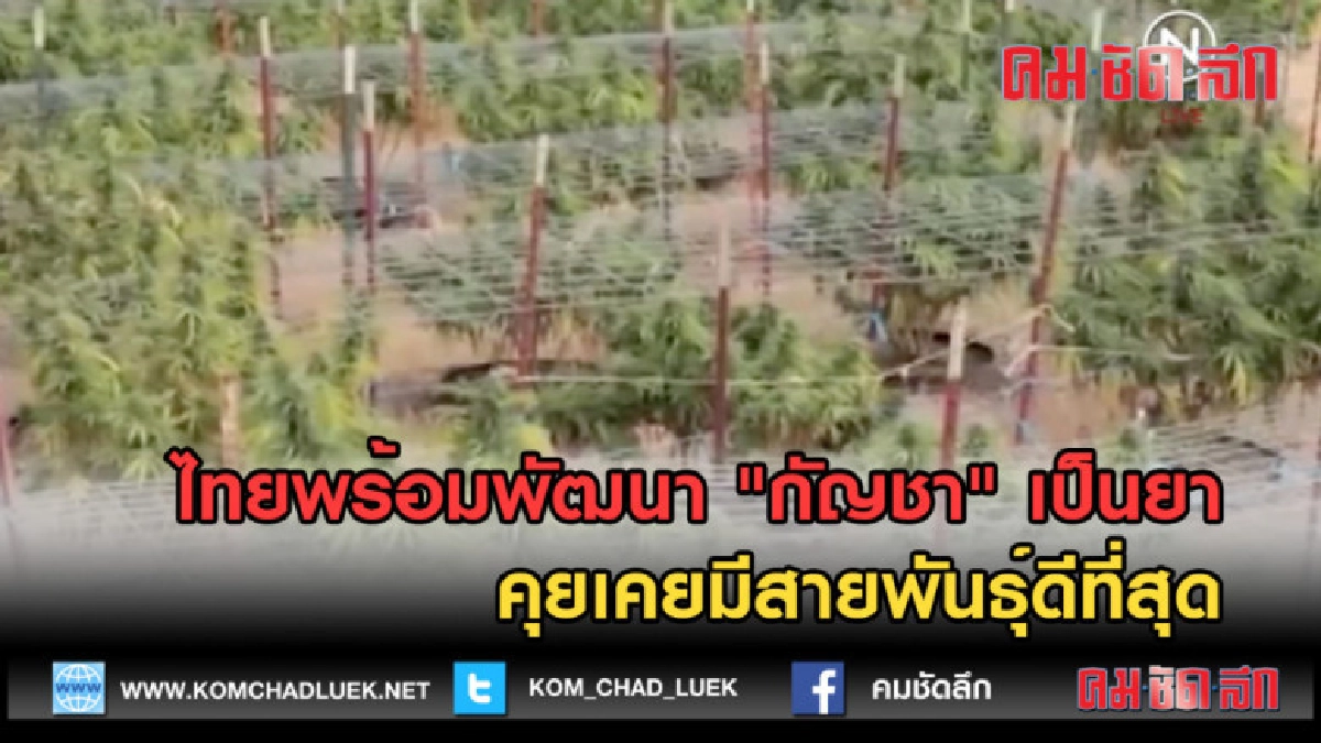 (คลิปข่าว) ไทยพร้อมพัฒนา "กัญชา" เป็นยา คุยเคยมีสายพันธุ์ดี