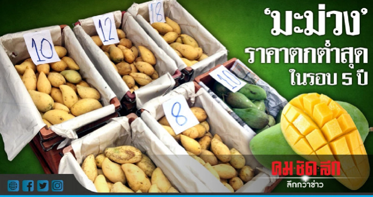 ล้งรับซื้อชี้ราคามะม่วงตกต่ำสุดในรอบ 5 ปี ล้งรับซื้อชี้ราคามะม่วงตกต่ำสุดในรอบ 5 ปี