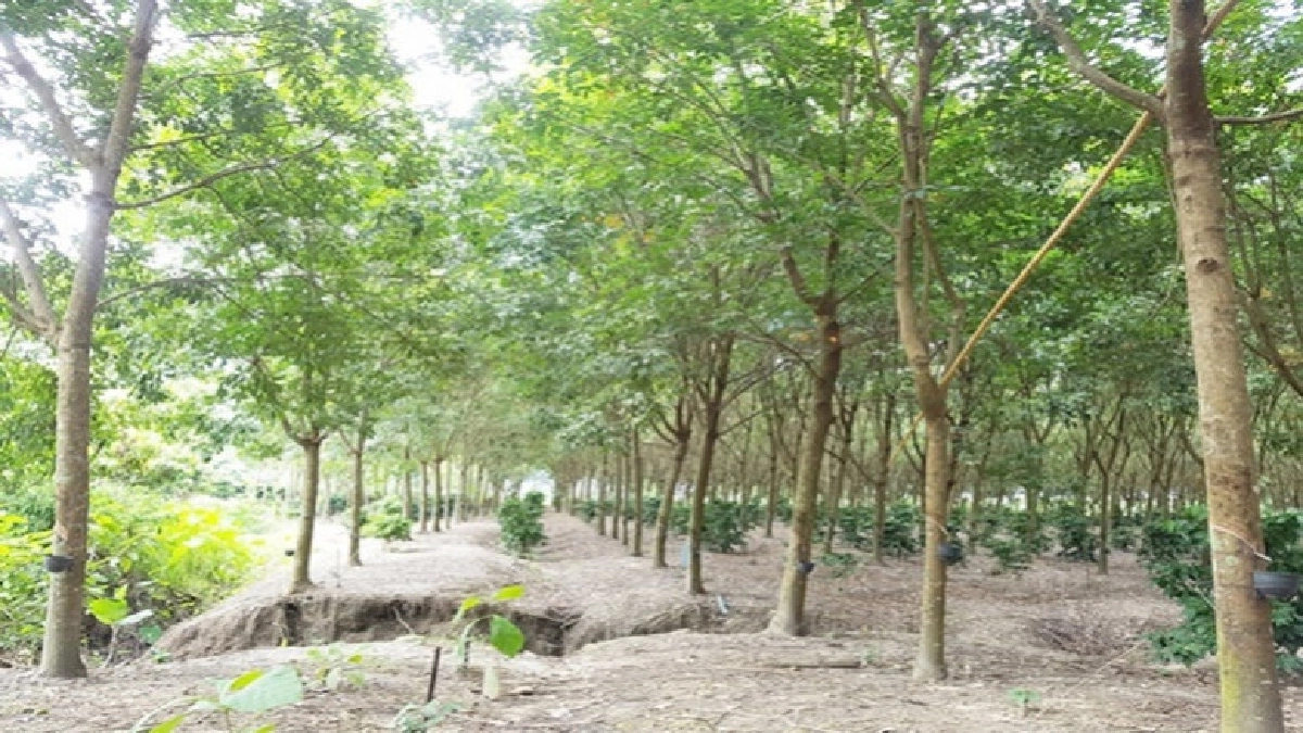 เศรษฐกิจ 3 จังหวัดชายแดนใต้ 2 ปี พุ่ง 4,600 ล้านบาท เศรษฐกิจ 3 จังหวัดชายแดนใต้ 2 ปี พุ่ง 4,600 ล้านบาท