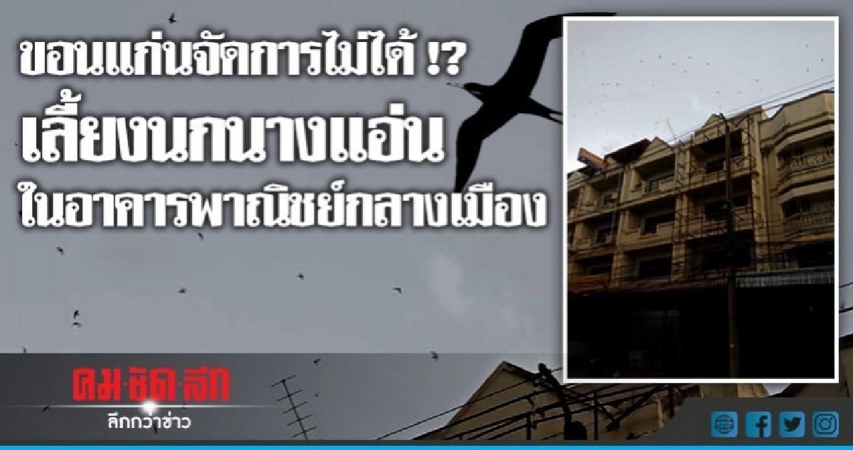 หวั่นเชื้อโรคระบาด !! อาคารพาณิชย์เลี้ยงนกนางแอ่น หวั่นเชื้อโรคระบาด !! อาคารพาณิชย์เลี้ยงนกนางแอ่น