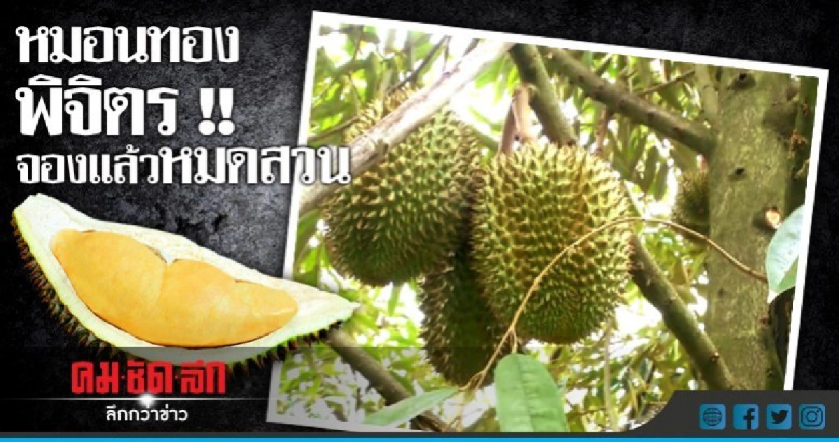 จองหมดสวน !! ทุเรียนหมอนทองพิจิตร