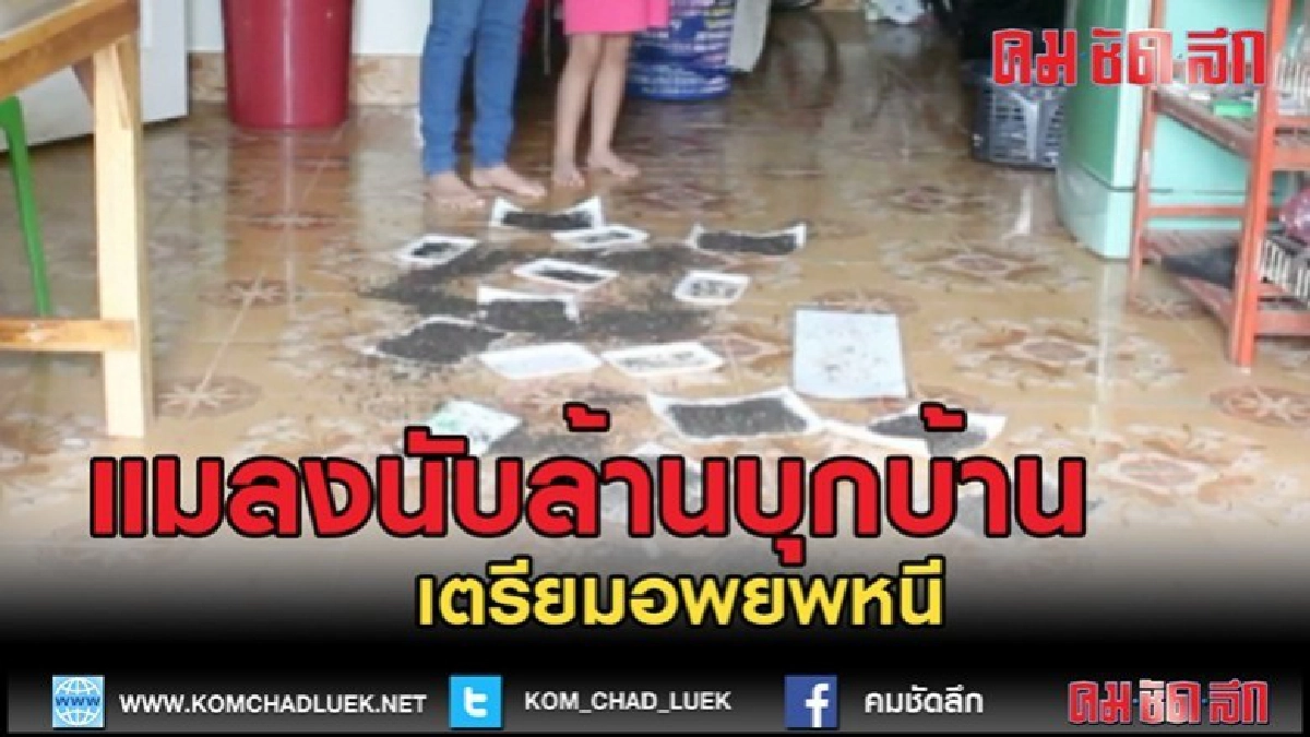 (คลิปข่าว)แมลงนับล้านบุกบ้านเตรียมอพยพหนี