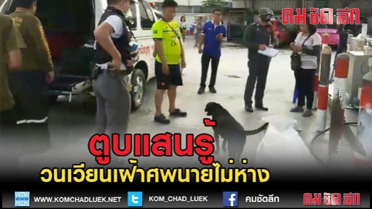 (คลิปข่าว)หมาพันธุ์ไทยเดินวนเวียนไม่ห่างศพผู้เป็นเจ้านาย (คลิปข่าว)หมาพันธุ์ไทยเดินวนเวียนไม่ห่างศพผู้เป็นเจ้านาย