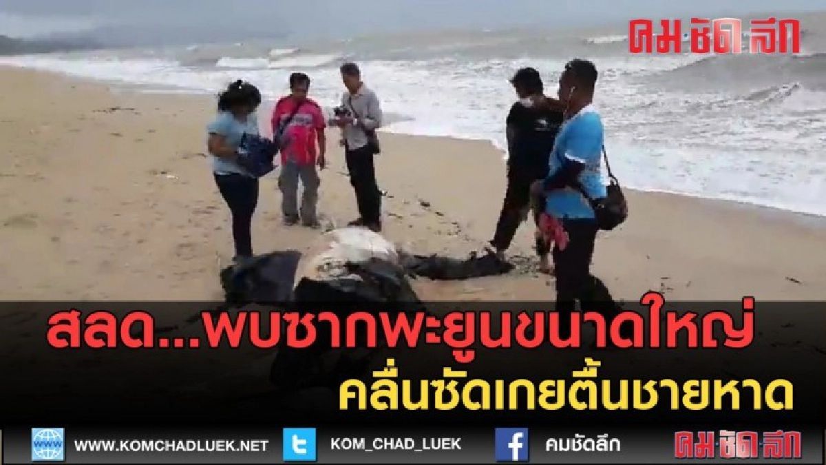 (คลิปข่าว) สลด...พบซากพะยูนขนาดใหญ่ คลื่นซัดเกยตื้น (คลิปข่าว) สลด...พบซากพะยูนขนาดใหญ่ คลื่นซัดเกยตื้น