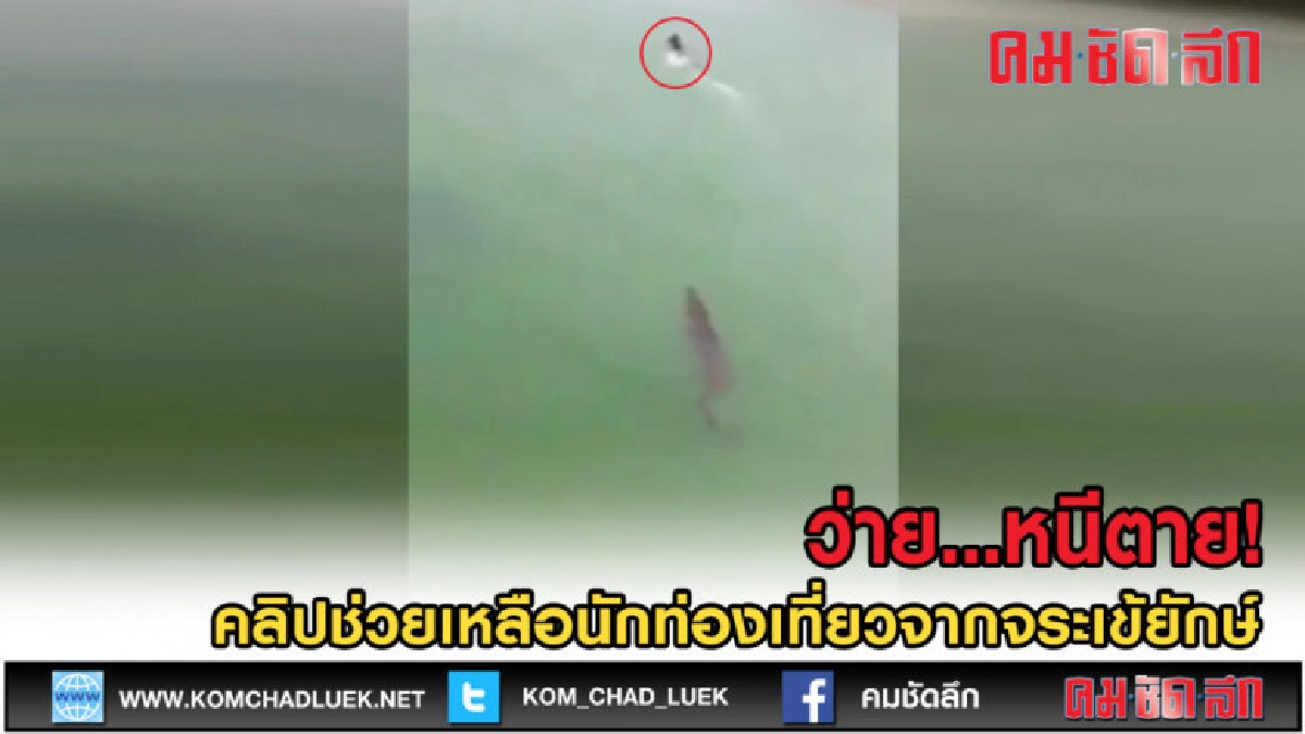 (คลิปเด็ด) ว่ายน้ำหนีตาย! จระเข้น้ำเค็ม (คลิปเด็ด) ว่ายน้ำหนีตาย! จระเข้น้ำเค็ม