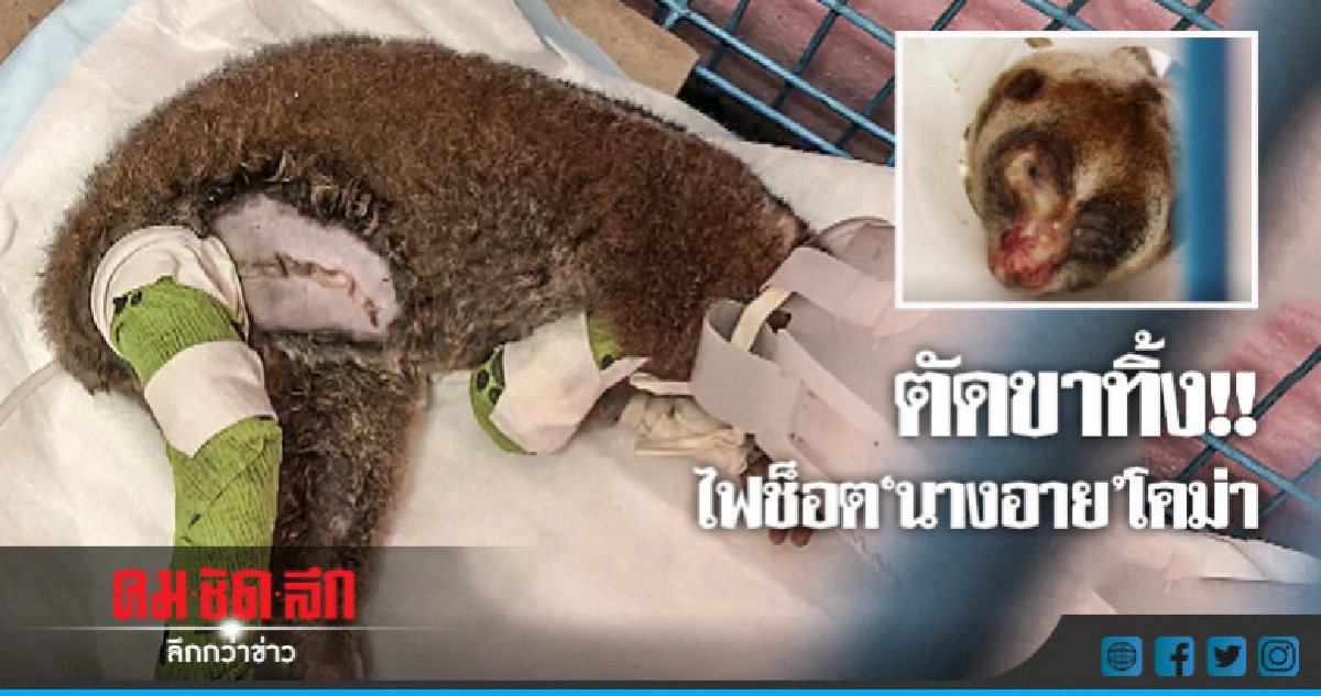 "นางอาย" ถูกไฟฟ้าช็อตอาการน่าห่วง "นางอาย" ถูกไฟฟ้าช็อตอาการน่าห่วง