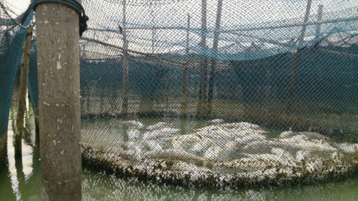 เกษตรฯ เร่งช่วยเหลือเกษตรกรเลี้ยงปลา ต.เกาะยอ