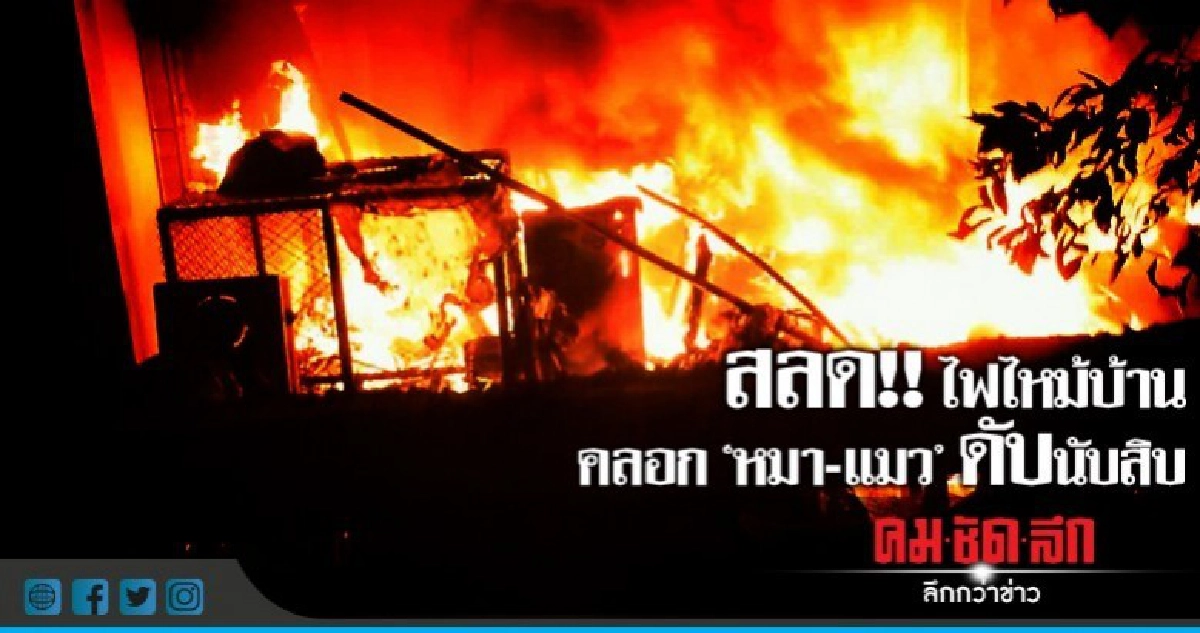 ไฟไหม้บ้านคลอก"หมา-แมว"ดับนับสิบ ไฟไหม้บ้านคลอก"หมา-แมว"ดับนับสิบ