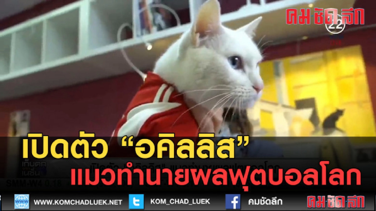 (คลิปข่าว) เปิดตัว อคิลลิส แมวทำนายผลฟุตบอลโลก (คลิปข่าว) เปิดตัว อคิลลิส แมวทำนายผลฟุตบอลโลก