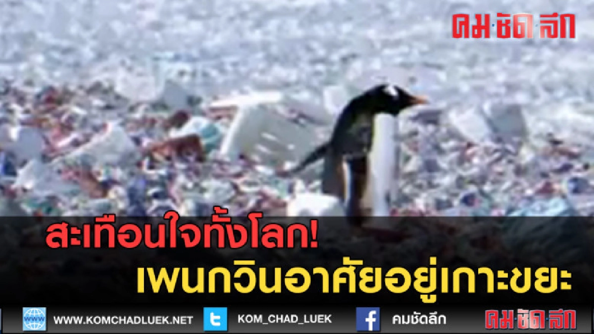 (คลิปข่าว) สะเทือนใจทั้งโลก! เพนกวินอาศัยบนเกาะขยะพลาสติก (คลิปข่าว) สะเทือนใจทั้งโลก! เพนกวินอาศัยบนเกาะขยะพลาสติก
