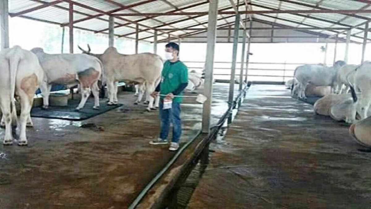 ฉลุย ! "สหกรณ์โคขุนกำแพงเพชร"หันทำปศุสัตว์แปลงใหญ่รายได้งาม