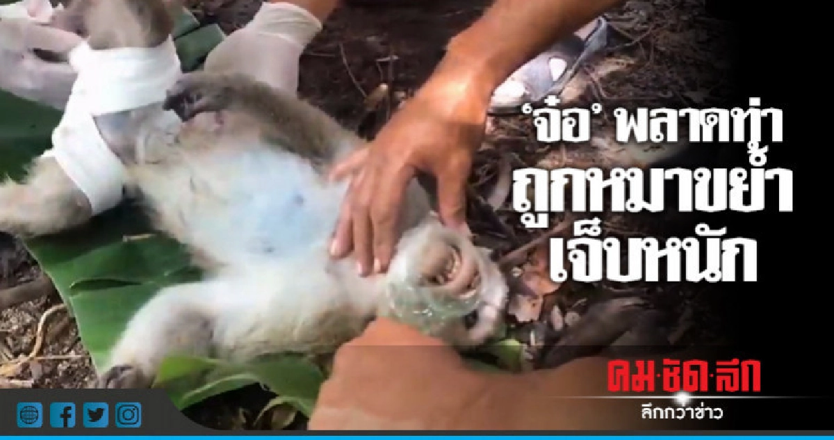 ลิงป่าถูกสุนัขขย้ำเจ็บหนัก ลิงป่าถูกสุนัขขย้ำเจ็บหนัก