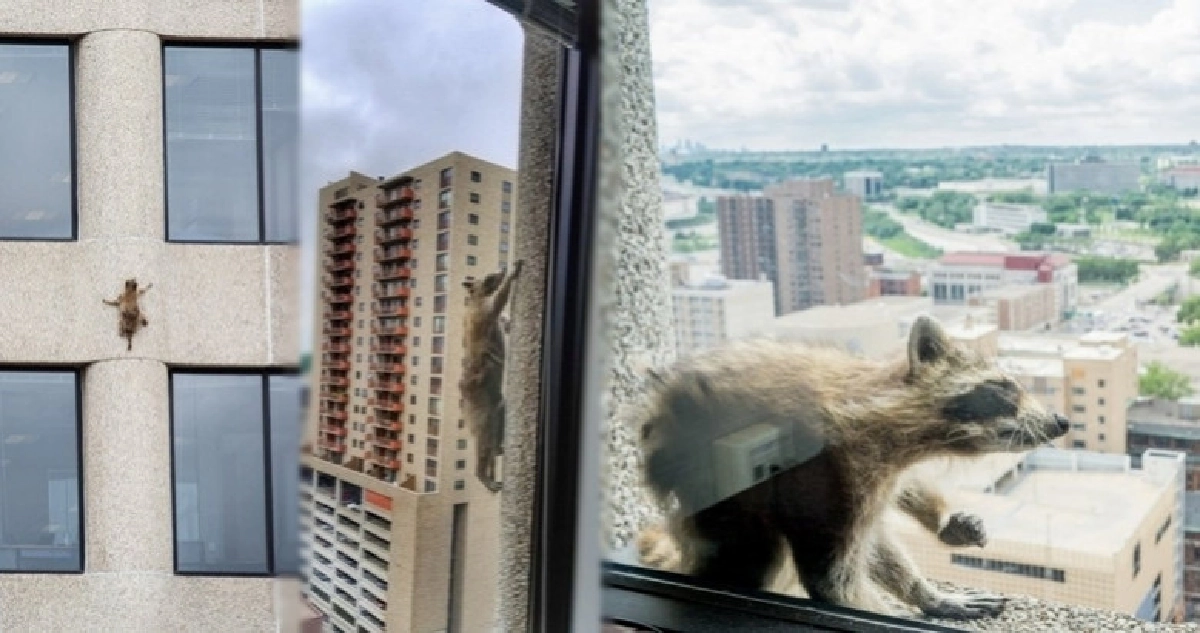 หัวใจจะวาย !! ชาวโซเชียลลุ้นแร็กคูนตะกายตึก