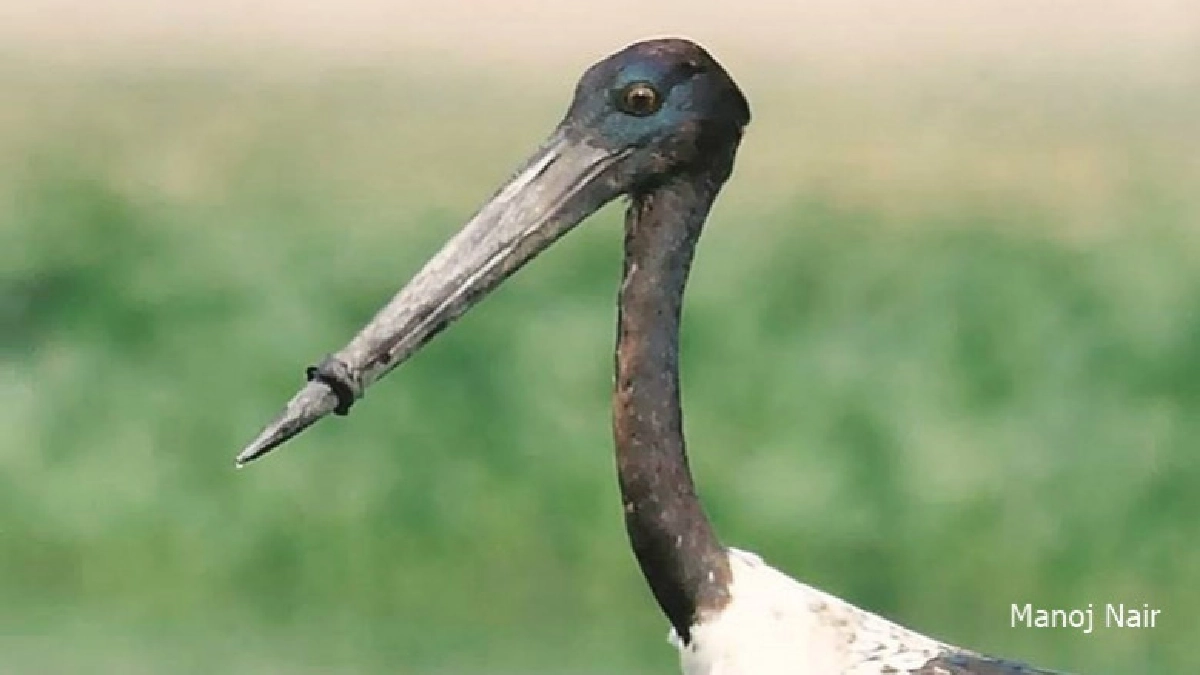 เร่งหานกกระสาโดนพลาสติกมัดจะงอยปากก่อนอดตาย เร่งหานกกระสาโดนพลาสติกมัดจะงอยปากก่อนอดตาย