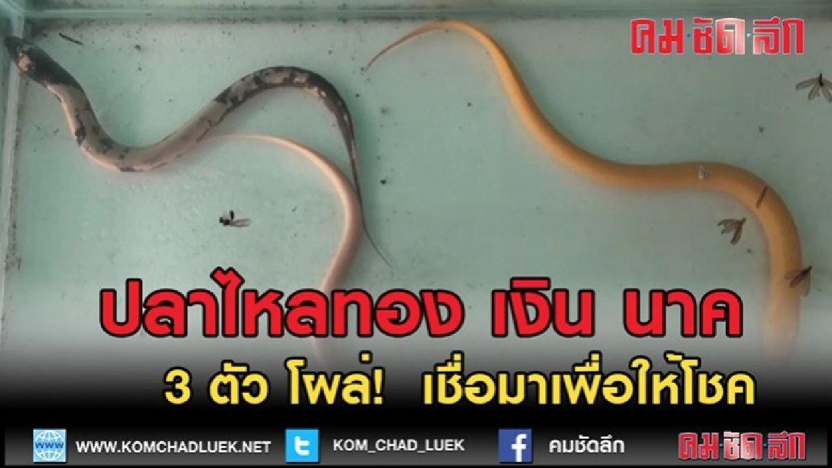 (คลิปข่าว)ปลาไหลทอง เงิน นาค" 3 ตัว โผล่! เชื่อมาเพื่อให้โชค