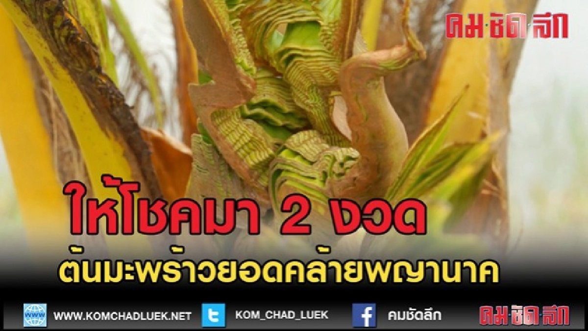 (คลิปข่าว)ต้นมะพร้าวหลังแตกยอดคล้ายพญานาค ให้โชคมาแล้ว 2 งวด