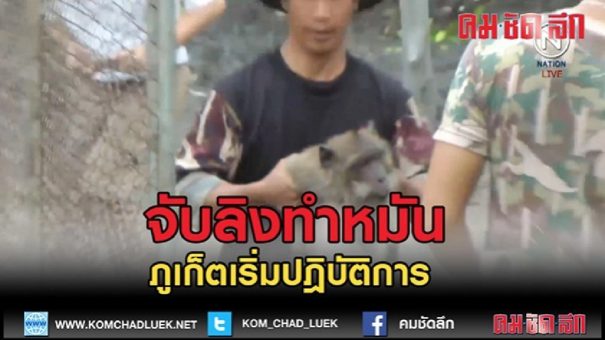 (คลิปข่าว)ภูเก็ตเริ่มปฎิบัติการจับลิง 'ทำหมัน' (คลิปข่าว)ภูเก็ตเริ่มปฎิบัติการจับลิง 'ทำหมัน'