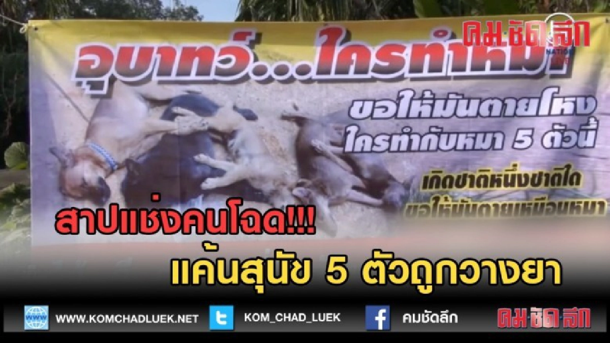 (คลิปข่าว) สาปแช่งคนโฉด!!! แค้นสุนัข 5 ตัวถูกวางยา (คลิปข่าว) สาปแช่งคนโฉด!!! แค้นสุนัข 5 ตัวถูกวางยา