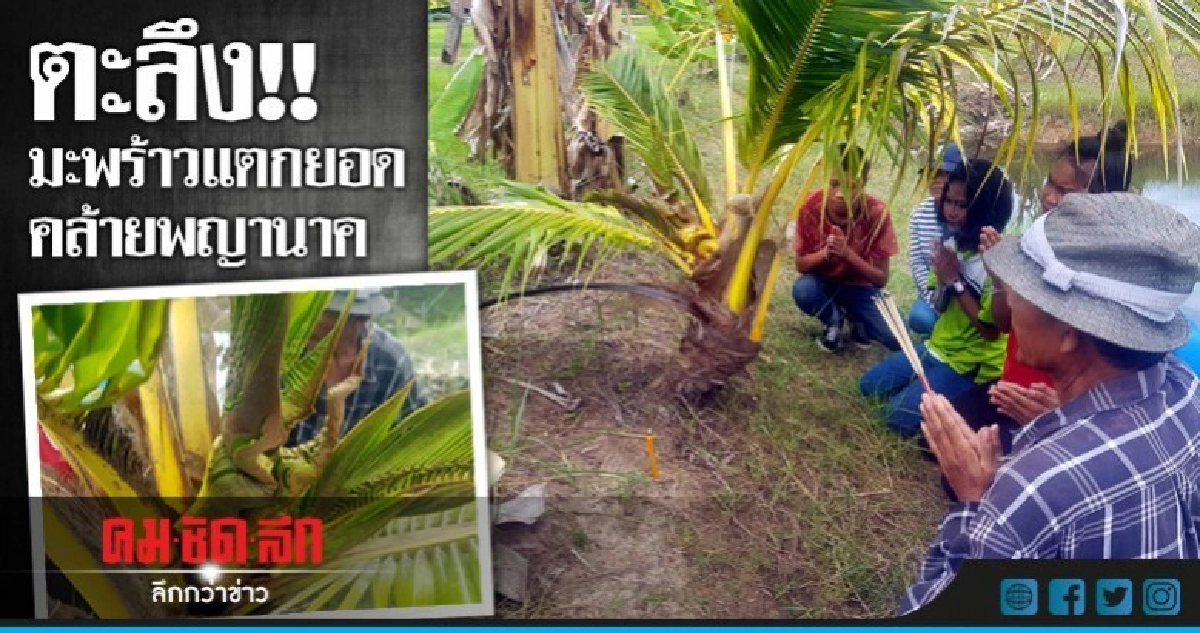 แห่กราบ'ต้นมะพร้าว'แตกยอดคล้ายพญานาค