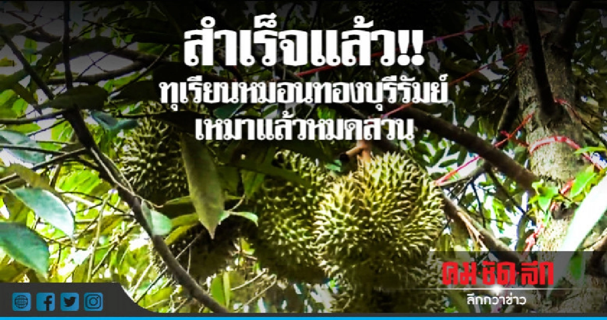 แห่จองทุเรียนหมอนทองบุรีรัมย์ แห่จองทุเรียนหมอนทองบุรีรัมย์