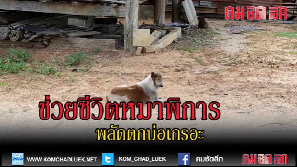 (คลิปข่าว)ช่วยชีวิตหมาพิการพลัดตกบ่อเกรอะ 