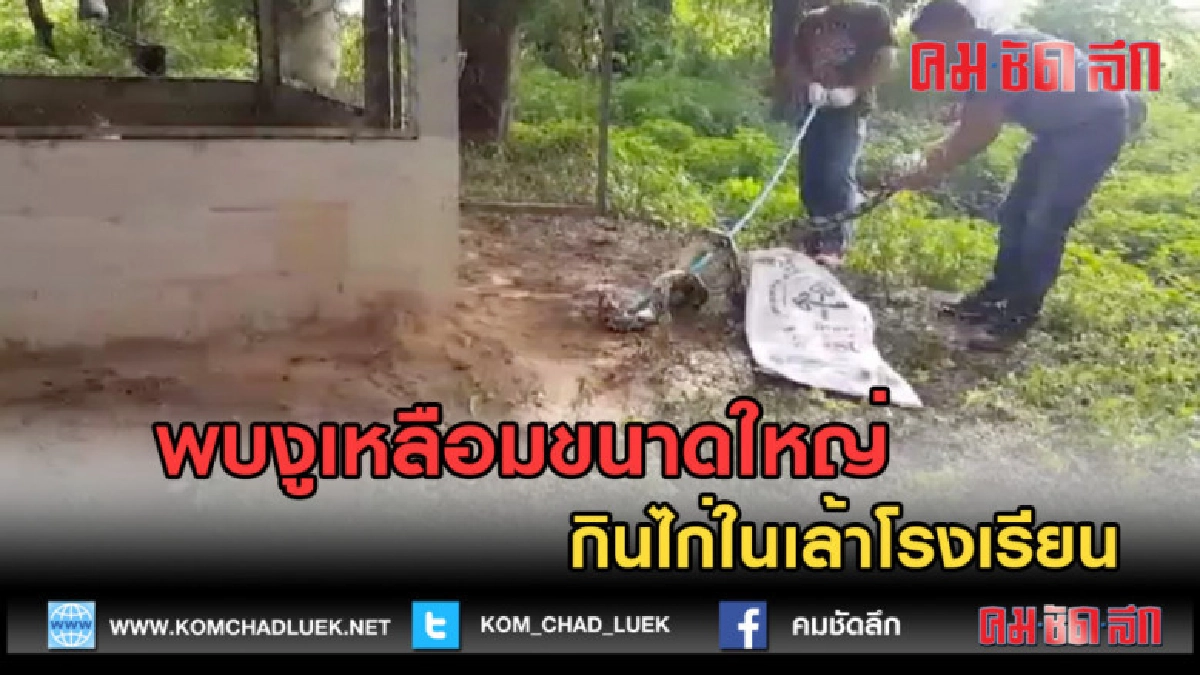 (คลิปข่าว) พบงูเหลือมขนาดใหญ่กินไก่ในเล้าโรงเรียน