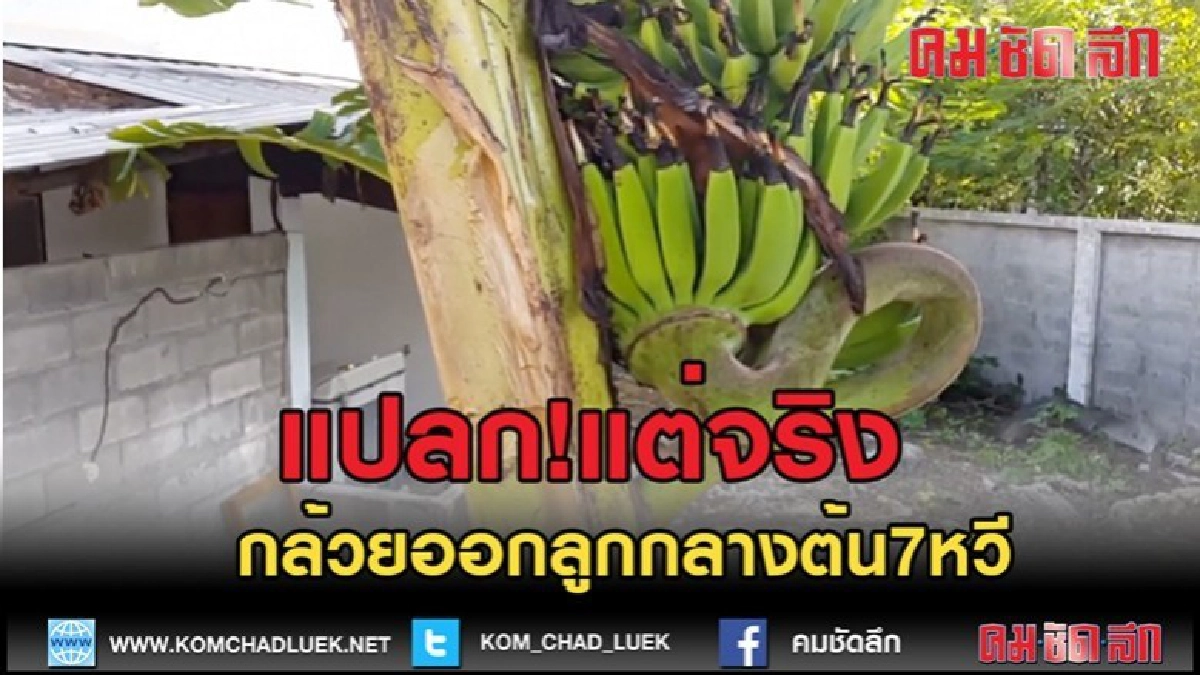 (คลิปข่าว)แปลก!แต่จริงกล้วยออกลูกกลางต้น7หวี (คลิปข่าว)แปลก!แต่จริงกล้วยออกลูกกลางต้น7หวี