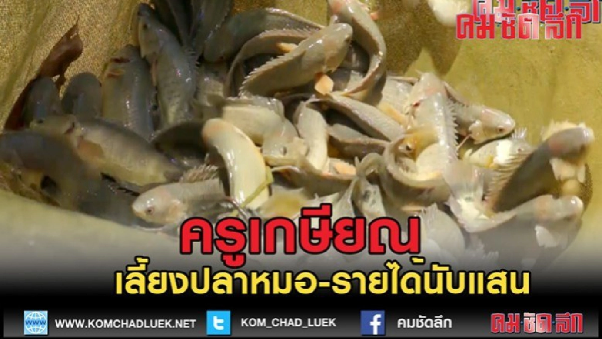 (คลิปข่าว)ครูเกษียณหันมาเลี้ยงปลาหมอแปลงเพศรายได้นับแสนบาท